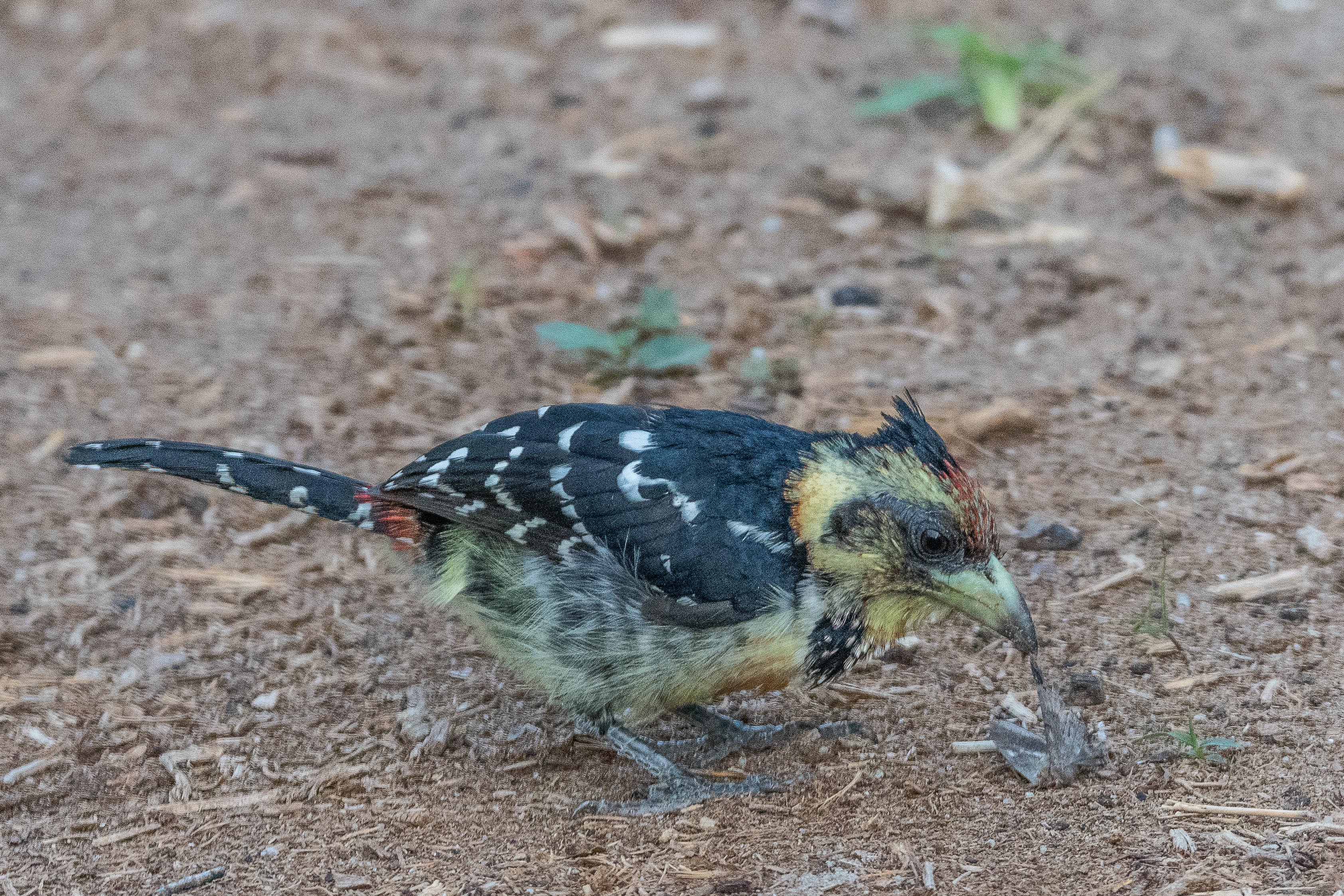 Barbican promépic (Crested barbet, Trachyphonus vaillantii), adulte s'apprêtant à consommer un papillon, Shinde camp, Delta de l'Okavango, Botswana.